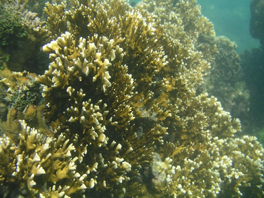 Millepora_alcicornis